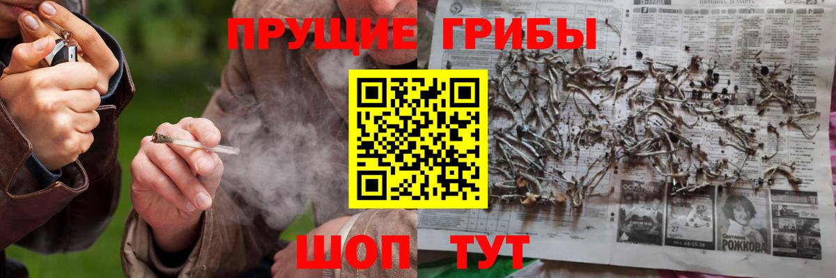 Псилоцибиновые грибы Cubensis Сальск